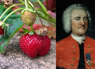 Wiecie że truskawkę stworzono dopiero w XVIII wieku? Jej ojcem był Amédée-François Frézier