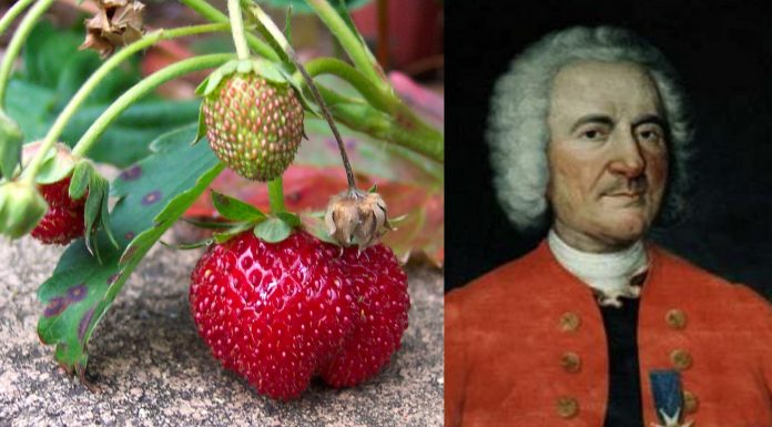 Wiecie że truskawkę stworzono dopiero w XVIII wieku? Jej ojcem był Amédée-François Frézier