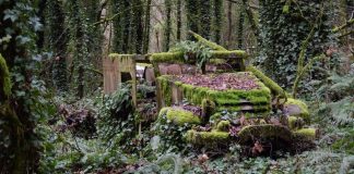 Czas i siła natury… Amerykański Halftrack z okresu II Wojny Światowej (GALERIA)