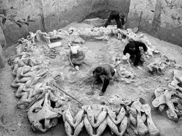 Relikty szałasu z mamucich kości datowane na 15000 B.C. odkryte we wsi Meżyricz na Ukrainie + BONUS