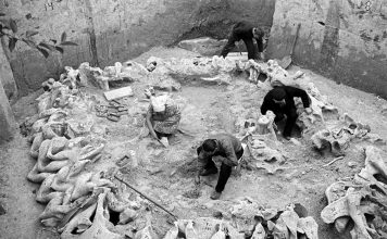 Relikty szałasu z mamucich kości datowane na 15000 B.C. odkryte we wsi Meżyricz na Ukrainie + BONUS