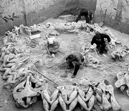 Relikty szałasu z mamucich kości datowane na 15000 B.C. odkryte we wsi Meżyricz na Ukrainie + BONUS