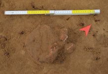 Badania archeologiczne w Rybniku potwierdziły istnienie dawnego cmentarza