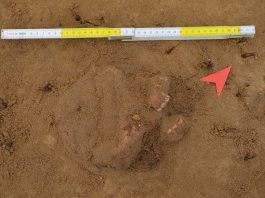 Badania archeologiczne w Rybniku potwierdziły istnienie dawnego cmentarza