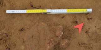 Badania archeologiczne w Rybniku potwierdziły istnienie dawnego cmentarza