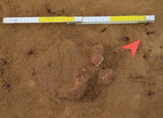 Badania archeologiczne w Rybniku potwierdziły istnienie dawnego cmentarza