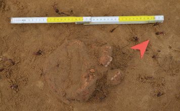 Badania archeologiczne w Rybniku potwierdziły istnienie dawnego cmentarza