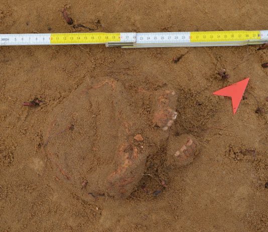 Badania archeologiczne w Rybniku potwierdziły istnienie dawnego cmentarza