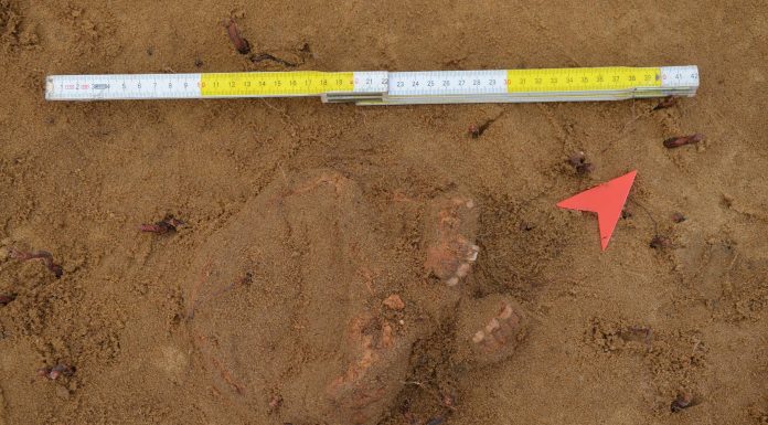 Badania archeologiczne w Rybniku potwierdziły istnienie dawnego cmentarza