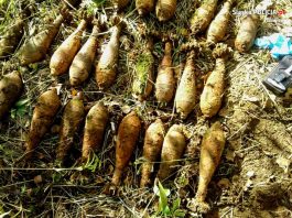 Śląsk. Poszedł na grzyby… znalazł 25 granatów moździerzowych!