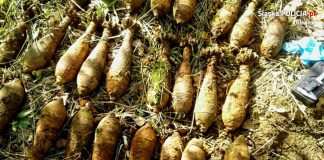 Śląsk. Poszedł na grzyby… znalazł 25 granatów moździerzowych!