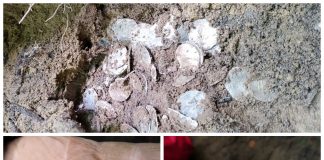 Skarb blisko 300 srebrnych monet z pierwszego tysiąclecia n.e. odkryto na Pomorzu (GALERIA)