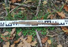 Leśnicy odkryli wczesnośredniowieczny grot włóczni (GALERIA)