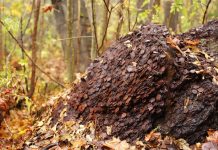 Szukając w lesie grzybów… znaleźli kilka ton monet! (GALERIA)