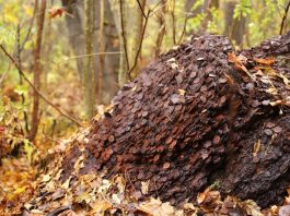 Szukając w lesie grzybów… znaleźli kilka ton monet! (GALERIA)