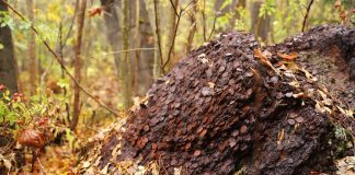 Szukając w lesie grzybów… znaleźli kilka ton monet! (GALERIA)