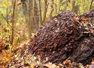 Szukając w lesie grzybów… znaleźli kilka ton monet! (GALERIA)