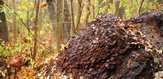 Szukając w lesie grzybów… znaleźli kilka ton monet! (GALERIA)