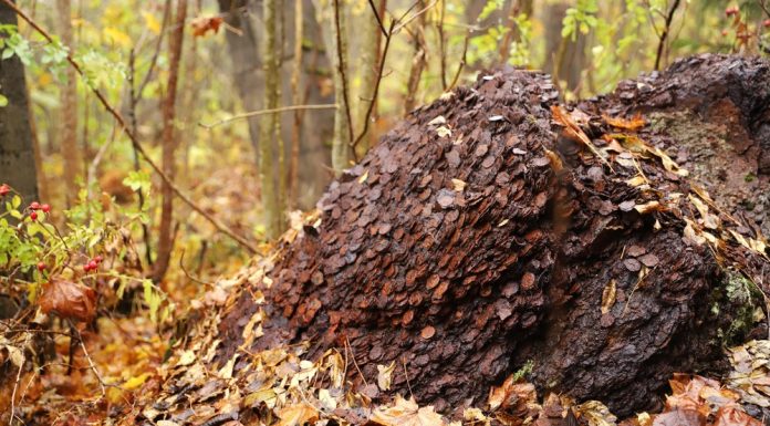 Szukając w lesie grzybów… znaleźli kilka ton monet! (GALERIA)