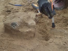 Szczątki z średniowiecznego cmentarza w Płocku zbadają antropolodzy