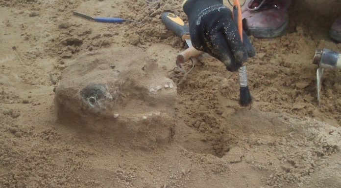 Szczątki z średniowiecznego cmentarza w Płocku zbadają antropolodzy