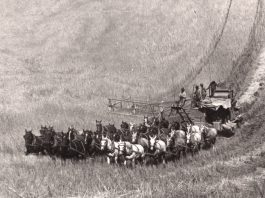 Wiecie że pierwsze kombajny zbożowe były napędzane przez nawet 40 koni? (GALERIA)