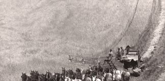 Wiecie że pierwsze kombajny zbożowe były napędzane przez nawet 40 koni? (GALERIA)