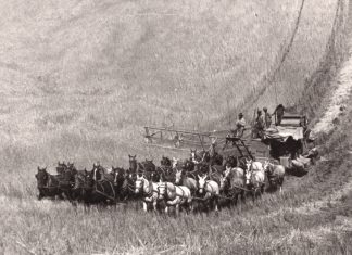 Wiecie że pierwsze kombajny zbożowe były napędzane przez nawet 40 koni? (GALERIA)