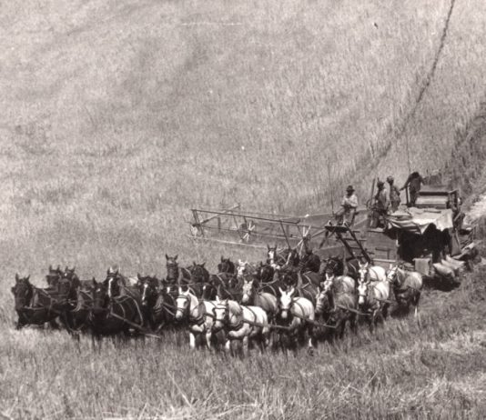 Wiecie że pierwsze kombajny zbożowe były napędzane przez nawet 40 koni? (GALERIA)