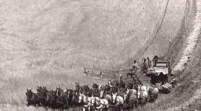 Wiecie że pierwsze kombajny zbożowe były napędzane przez nawet 40 koni? (GALERIA)