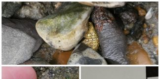 Bez pomocy wykrywacza znalazł ponad tysiącletnią złotą ozdobę! (GALERIA)