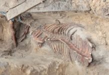 W warszawskich Łazienkach Królewskich znaleziono szkielet konia!