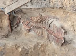 W warszawskich Łazienkach Królewskich znaleziono szkielet konia!