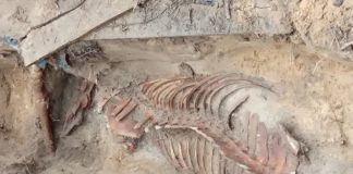 W warszawskich Łazienkach Królewskich znaleziono szkielet konia!