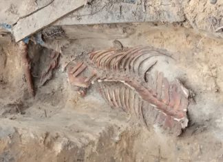 W warszawskich Łazienkach Królewskich znaleziono szkielet konia!