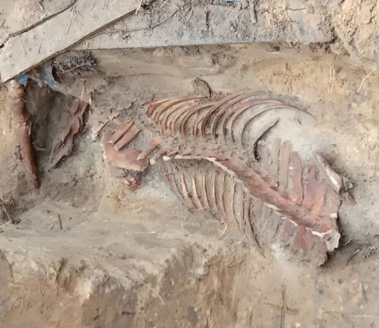 W warszawskich Łazienkach Królewskich znaleziono szkielet konia!