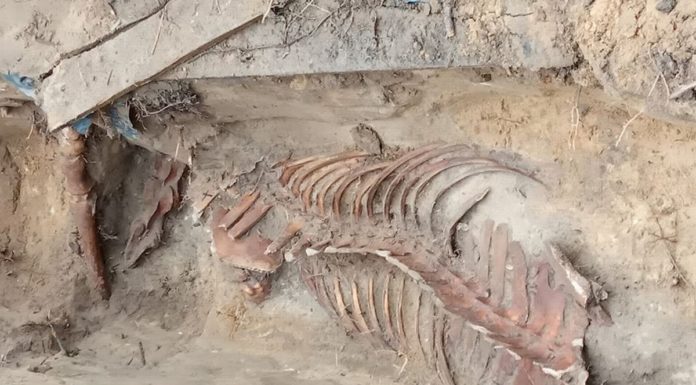 W warszawskich Łazienkach Królewskich znaleziono szkielet konia!