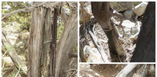 „Zapomniany Winchester” pamiętający podbój Dzikiego Zachodu (GALERIA)