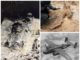 Wrak samolotu B-25 Mitchell i szczątki radzieckich żołnierzy na Śląsku (GALERIA)