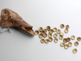 Złote monety sprzed 2 tys lat znalezione w… krowiej kości! (GALERIA)