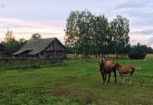 W średniowiecznej Polsce konie traktowano jak rodzinę