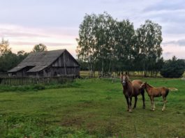 W średniowiecznej Polsce konie traktowano jak rodzinę