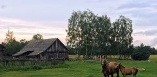 W średniowiecznej Polsce konie traktowano jak rodzinę