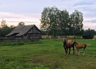 W średniowiecznej Polsce konie traktowano jak rodzinę