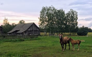 W średniowiecznej Polsce konie traktowano jak rodzinę
