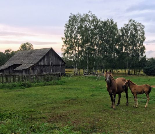 W średniowiecznej Polsce konie traktowano jak rodzinę