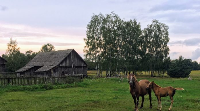 W średniowiecznej Polsce konie traktowano jak rodzinę