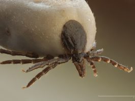 Telefony komórkowe przyciągają do nas kleszcze!