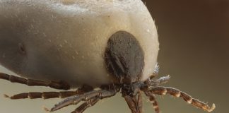 Telefony komórkowe przyciągają do nas kleszcze!