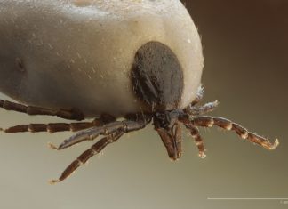 Telefony komórkowe przyciągają do nas kleszcze!